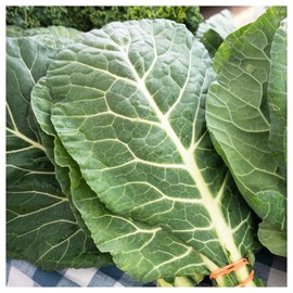 Everwilde Farms - 1 Lb Georgia Collard Seeds - Gold Vault