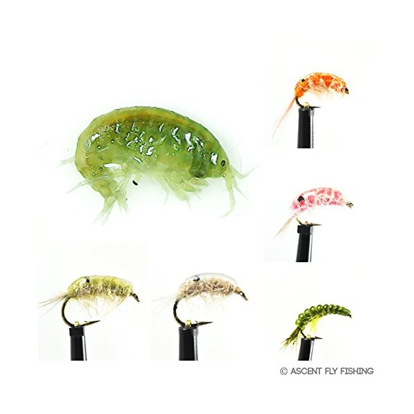 Ascent Fly Fishing Scud Selection (Large)