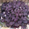 Oxalis Purple Shamrock Clover Bulb Cluster - Specification: 8 Bulb