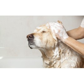 Dog Shampoo - Female Formula - Made with The Finest Ingredients - Best Shampoo for All Breeds (16 Ounce, Female)