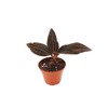 Black Jewel Orchid - 2" from California Tropicals