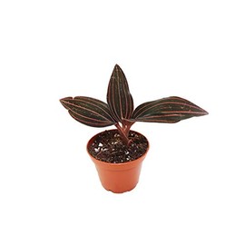 Black Jewel Orchid - 2" from California Tropicals