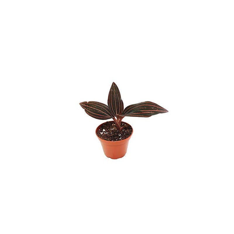 Black Jewel Orchid - 2" from California Tropicals