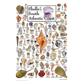 Heritage Puzzle Shells of The Atlantic Coast - 550 Piece Jigsaw Puzzle for Adults Size 18" x 24" Suitable for Framing - Marine Life Puzzles - Made in U.S.A.