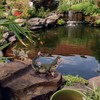 Wowser Gator Gnome: Whimsical Garden Figurine - Unique Home &