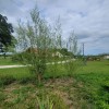 Austree 25 Hybrid Willow Tree Fast Growing Shade Screen Windbreak