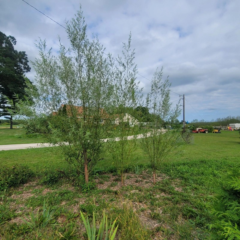 Austree 25 Hybrid Willow Tree Fast Growing Shade Screen Windbreak