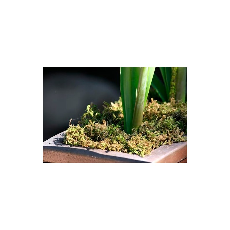 SuperMoss 23820 Mountain Moss Green Sphagnum, Mini Bale, Natural Dried