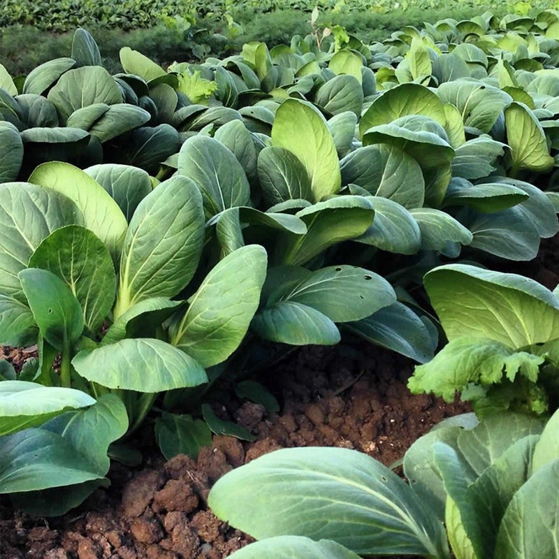 White Stem Pak Choi Cabbage Seeds: 5 Lb - Bulk,