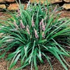 Classy Groundcovers, Liriope spicata, Ophiopogon spicatus (50 Bare Root Plants)