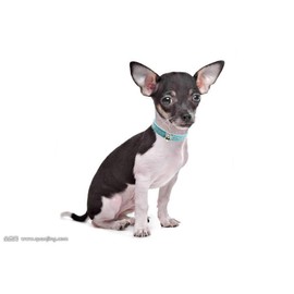 haoyueer Cute Dazzling Sparkling Elegant Fancy Skull Diamond Crystal Rhinestone Leather Small Pet Dog Cat Collar Puppy