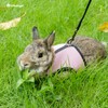 Niteangel Adjustable Soft Harness with Elastic Leash for Rabbits (M,