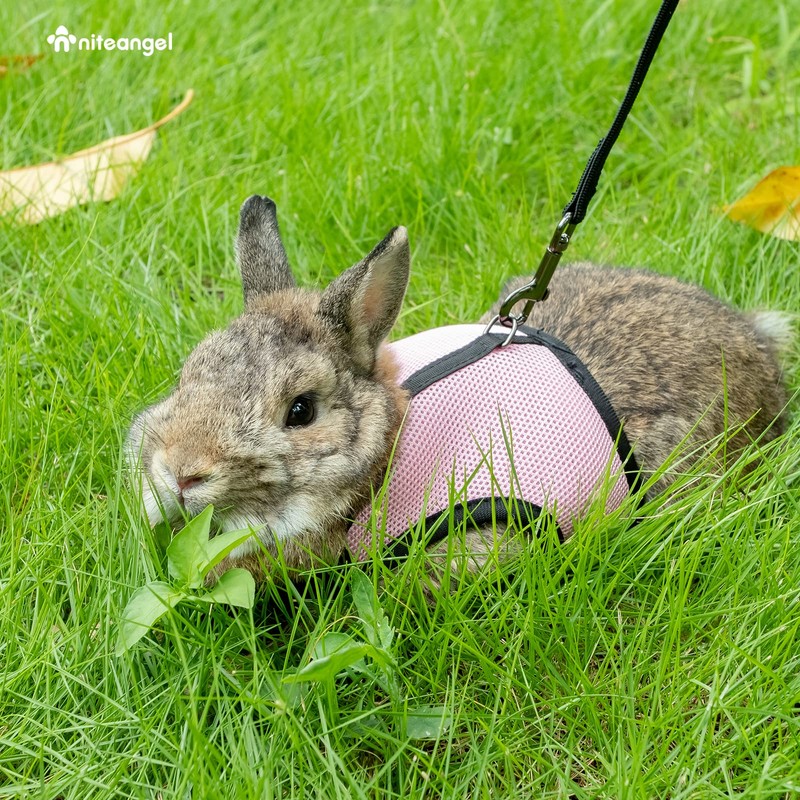 Niteangel Adjustable Soft Harness with Elastic Leash for Rabbits (M,