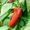 CEMEHA SEEDS - Seeds Giant Sweet Bell Pepper Red Horn