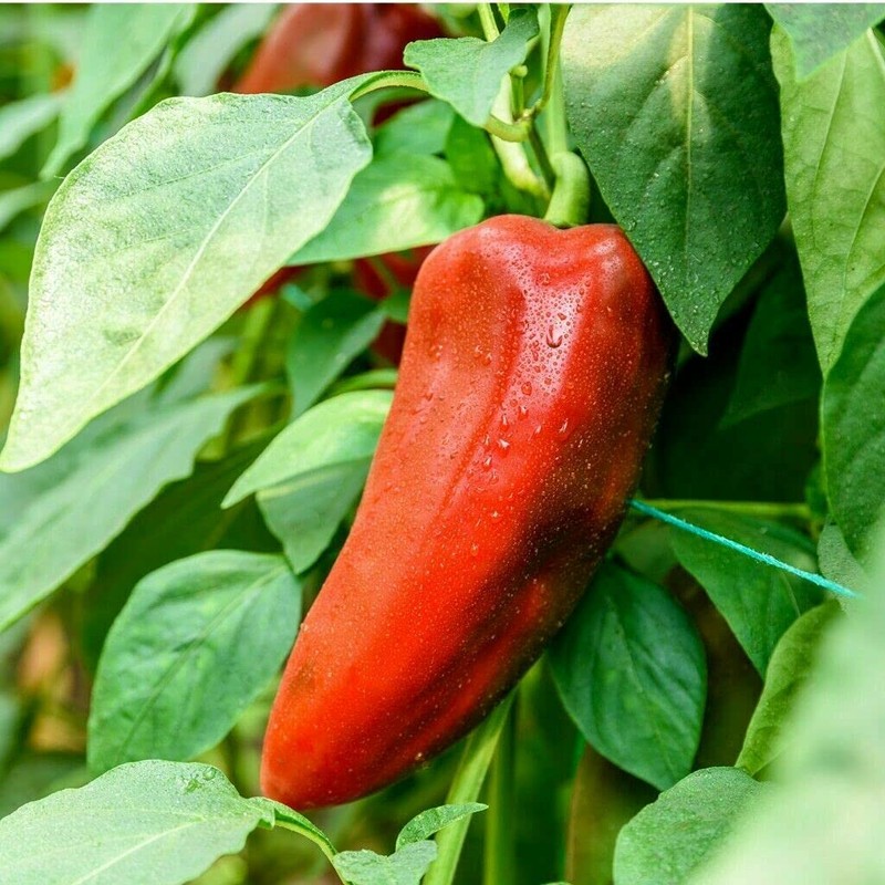 CEMEHA SEEDS - Seeds Giant Sweet Bell Pepper Red Horn