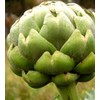 Artichoke Seeds- Green Globe- Heirloom- 20+ Seeds
