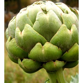 Artichoke Seeds- Green Globe- Heirloom- 20+ Seeds