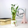 Set of 10 Live Lucky Bamboo 5 Stalk Arrangements -