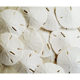 White Sand Dollars 2.5"-3" - 20pcs - Wedding Seashell Craft - Hand Picked and Professionally Packed by Tumbler Home