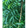 Fresh 200-220 Organically Grown Fresh Neem leaves, Azadirachta Indica, Nimba,