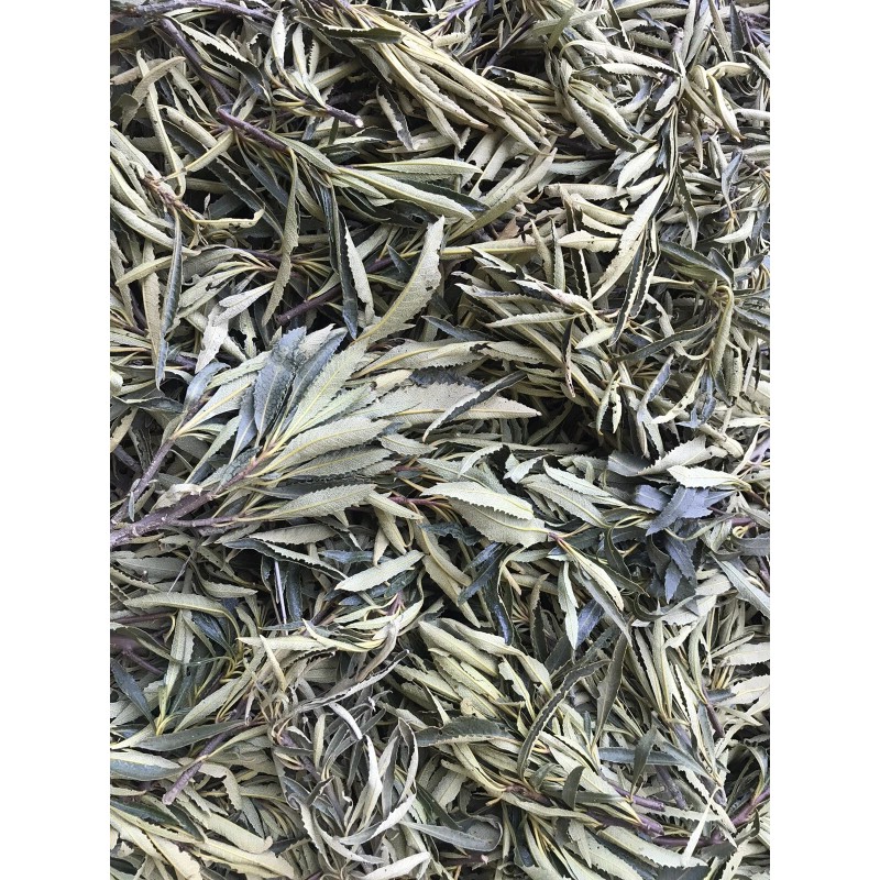 FRESH & WET California YERBA SANTA Loose Clusters For Smudge