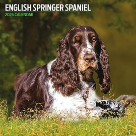 English Springer Spaniel Traditional Calendar 2024