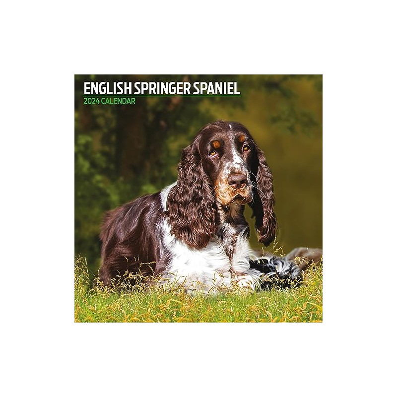 English Springer Spaniel Traditional Calendar 2024
