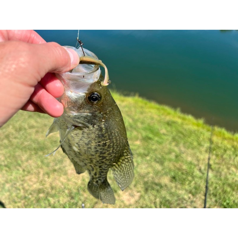 Rebel LIVEFLEX™ Shore Shiner Soft Plastic - Smallie - 2"