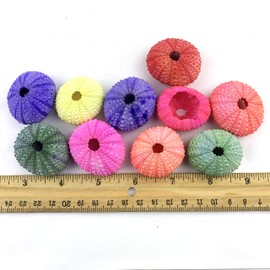 Worlds Dyed Assorted Sea Urchins Sea Shell 10PC 1"-2" Inch