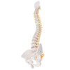 Vertebral Column Model Flexible Spine Caudal Vertebra Anatomical Model with