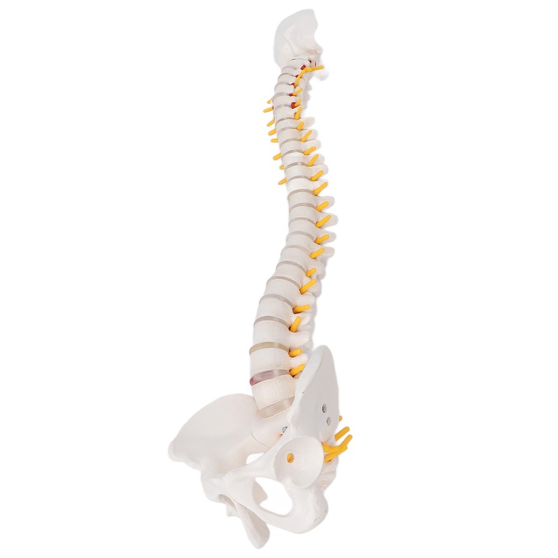 Vertebral Column Model Flexible Spine Caudal Vertebra Anatomical Model with