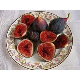 Seeds Bee Blooming Black Mission Fig Seeds! Self Fertile - See Our Store -COMB. S/H!