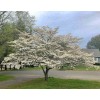 Tree White Flowering Dogwood Tree - 24-36" Tall Live Plant