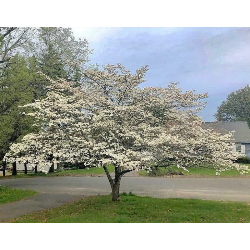 Tree White Flowering Dogwood Tree - 24-36" Tall Live Plant
