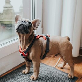 HUNTER Divo Dog Harness, L, 72–100 cm, Red/Grey