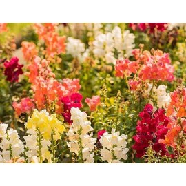 David's Garden Seeds Flower Snapdragon Sonnet Series Mix 25 Non-GMO, Heirloom Seeds