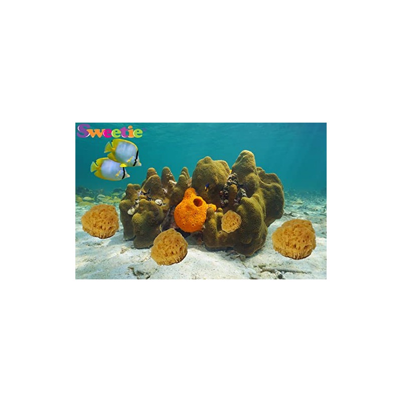 NATURAL SEA SPONGES Natural Sea Sponge for Bath and Shower