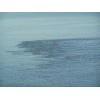 surffishtackle.com Sand Crab and Flea Catcher (Mini)