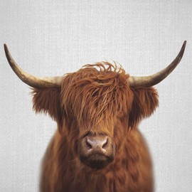 ZFENGYYUAN Highland cow colorful Home Decorative Throw Pillow Case Cushion Cover for Gift Home Couch Bed Car 18" x18"