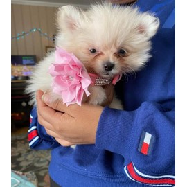 Haoyueer Cute Dazzling Sparkling Elegant Fancy Soft Suede Leather Bling Rhinestone Crystal Jeweled Pet Cat Dog Puppy Collar Dog Leash Combo Set (Pink7, L)