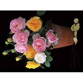 Postcard Book 'Roses' Rannenberg