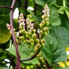 Outsidepride Basella Rubra Malabar Spinach Seeds - 100 Pcs. Perennial,