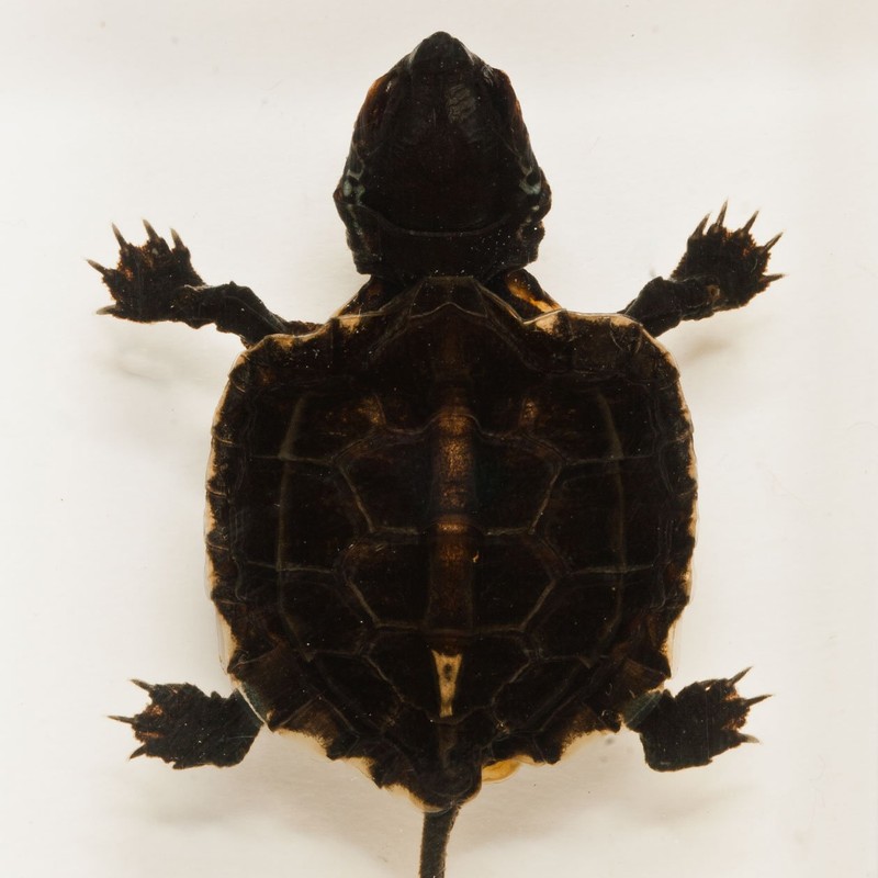 Striped Neck Turtle Acrylic Display Small