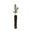 The Jonsteen Company Blue Spruce | Small Tree Seedling |