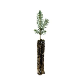The Jonsteen Company Blue Spruce | Small Tree Seedling | The Jonsteen Company