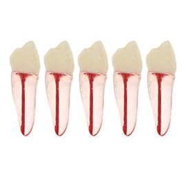 5Pcs Dental Root Canal Pulp Cavity Teeth Model Endodontic Practice RCT Typodont M8007 11# 14# 16# 21# 33# 34# 35# 36# 44# 45# Practicing Study Teach (5Pcs-M8007-34#)