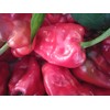 Padron Chilli Seeds - Padron Pepper Seeds