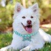 2 Pack Pink Pearl Collar for Dogs,Bling Pearl Puppy Collar