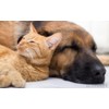 cat Relaxing Pills - PET Relaxant - for Dogs and