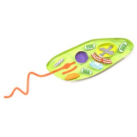 Euglena 3-D Model - Individual Student Edition (17-7721)